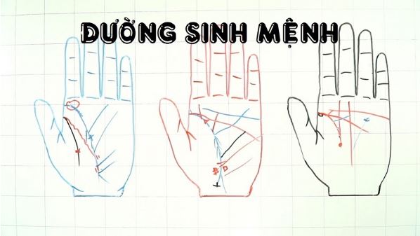 Đường Sinh Mệnh Trong Nhân Tướng Học: Khám Phá Ý Nghĩa 2 Đường sinh mệnh trong nhân tướng học là gì? Ý nghĩa và cách xác định
