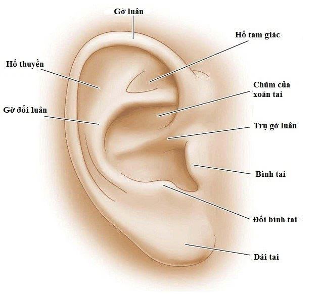 Nhận Diện Tai Phúc Đức: Khám Phá Ý Nghĩa Sâu Sắc Nhất 2 Nhận diện tai phúc đức là gì? Phân biệt với các loại tướng tai khác