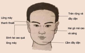 Phân tích khoa học và quan điểm thực tế về tướng trán lãnh đạo
