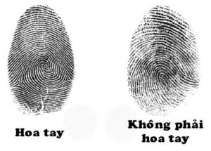 Ý nghĩa vân tay trong nhân tướng học: Góc nhìn tổng quan