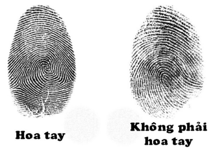 Ý nghĩa vân tay trong nhân tướng học: Góc nhìn tổng quan