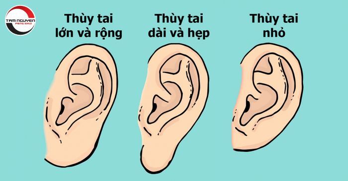 Tướng tai (mimi) là gì? Ý nghĩa trong nhân tướng học
